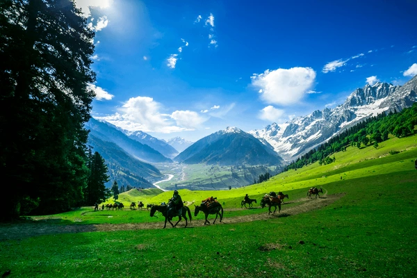 horses-grazing-on-hillkashmir.webp